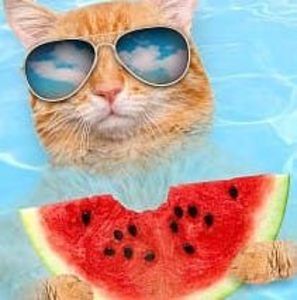 Meet your Posher, Debbi